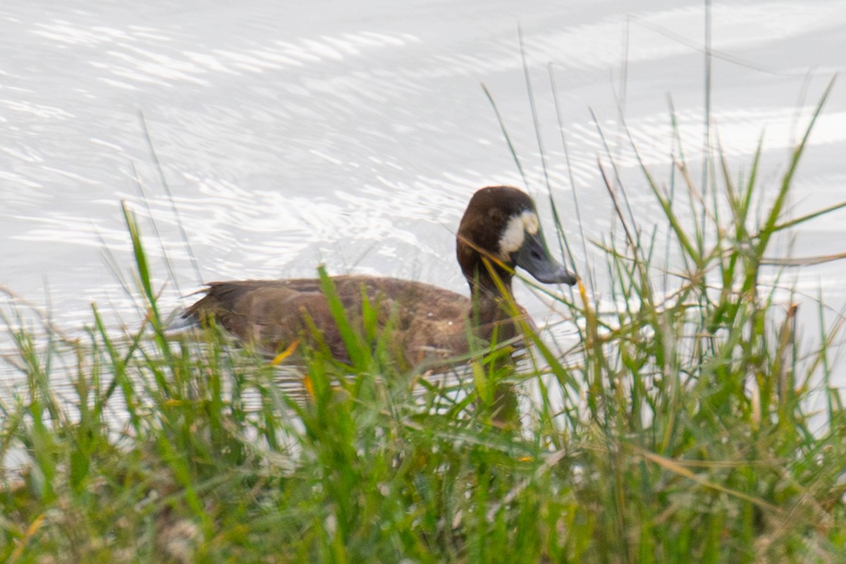 Greater Scaup - ML646429540