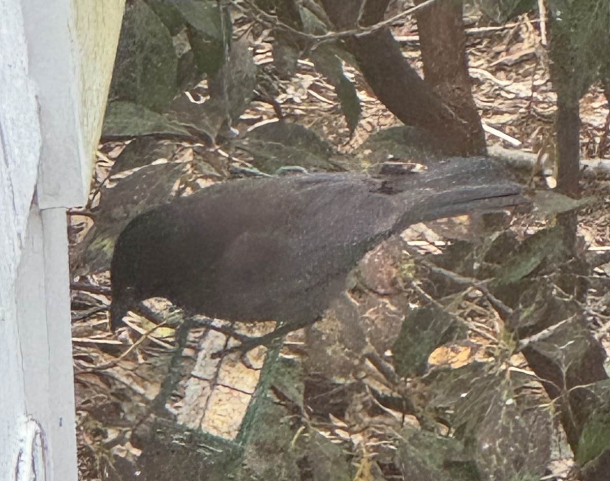 Пурпурный гракл - ML646429543