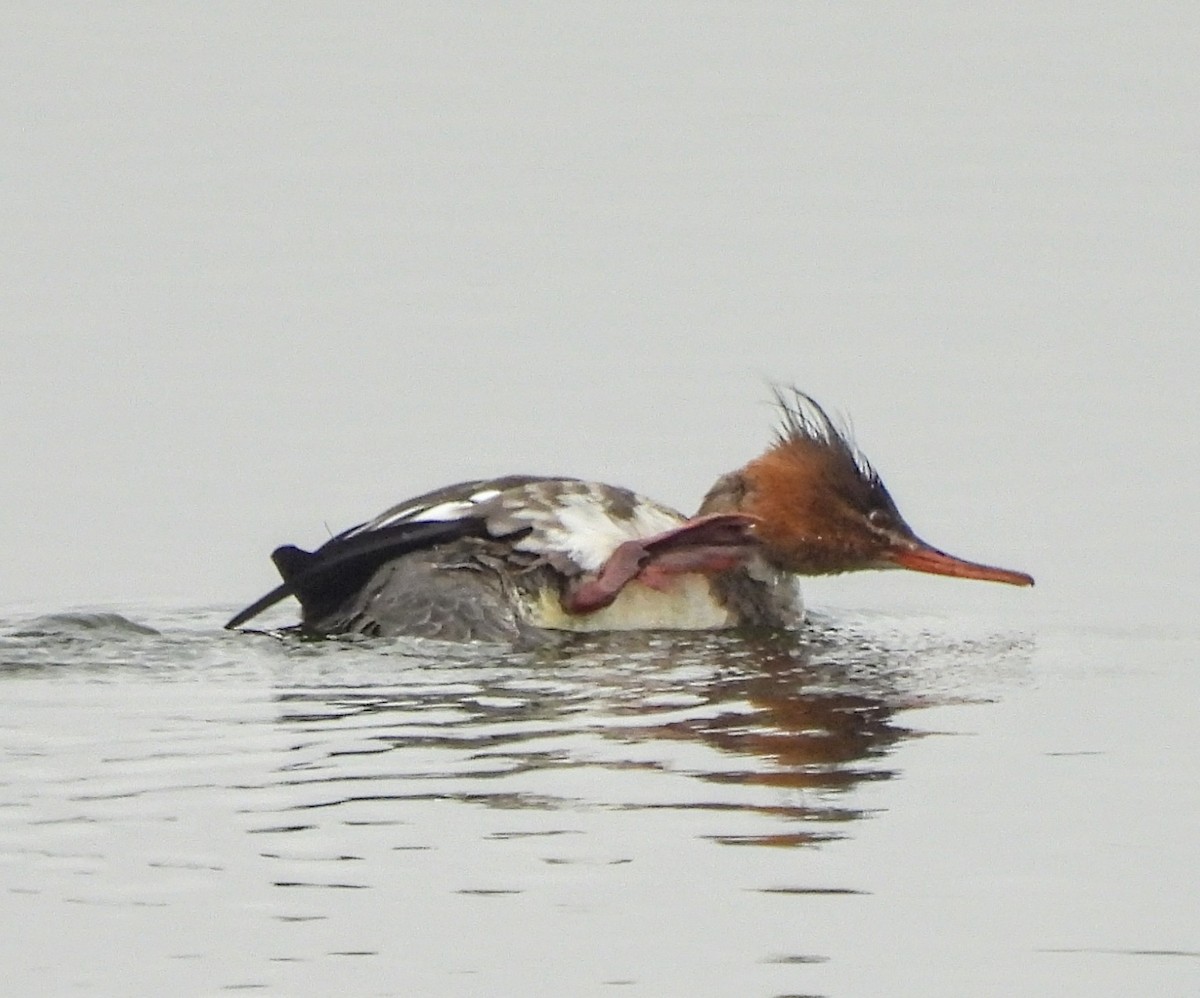 Red-breasted Merganser - ML646429544