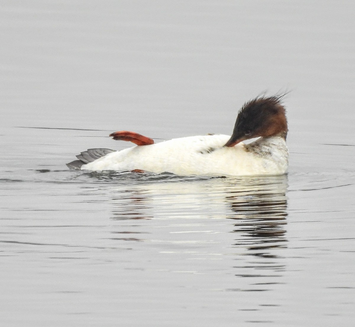 Red-breasted Merganser - ML646429545