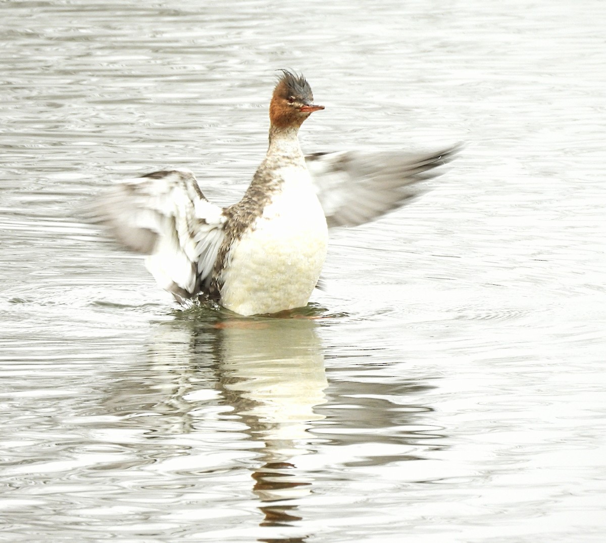 Red-breasted Merganser - ML646429546
