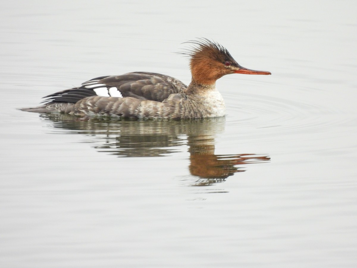 Red-breasted Merganser - ML646429547