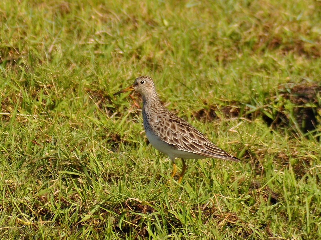Pectoral Sandpiper - ML646429550