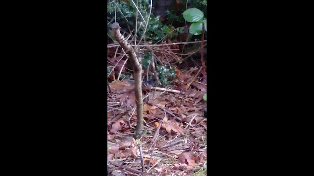 Spotted Towhee - ML646429553