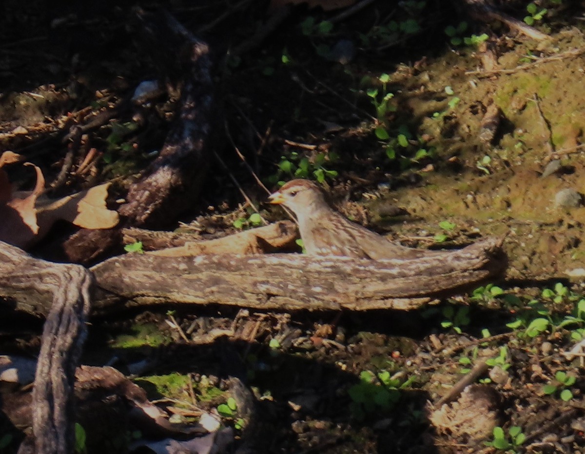 White-crowned Sparrow - ML646429554