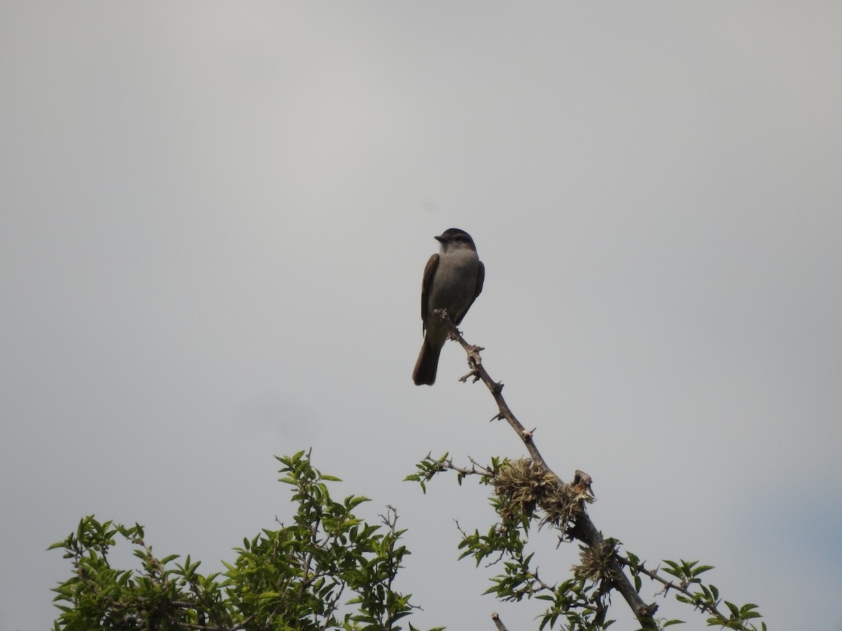 Crowned Slaty Flycatcher - ML646429564