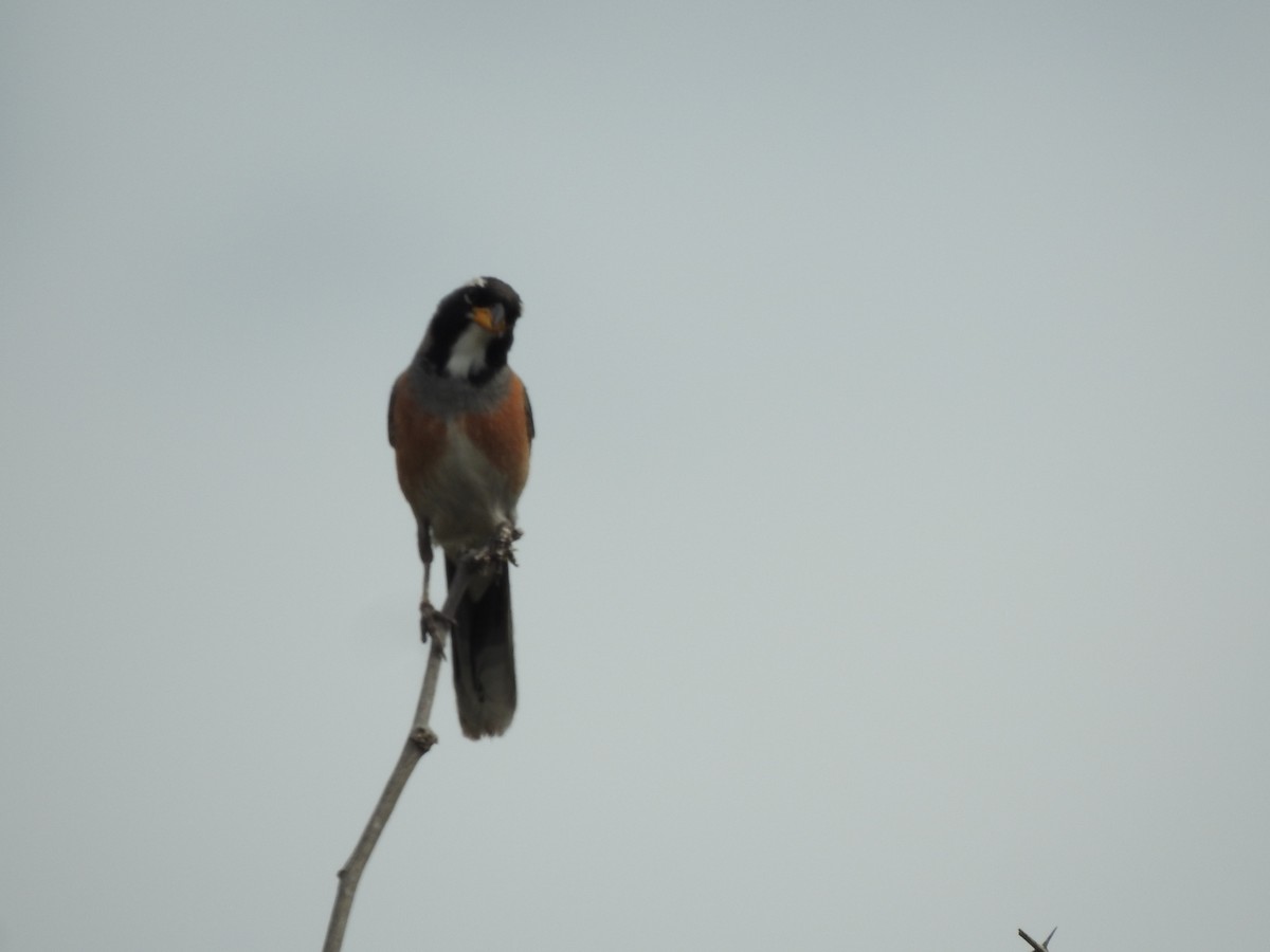 Many-colored Chaco Finch - ML646429565