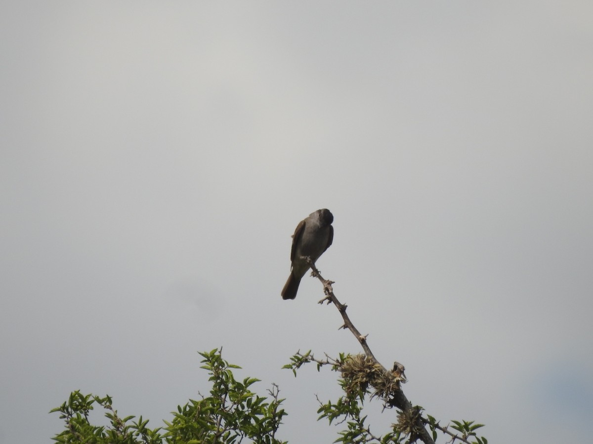 Crowned Slaty Flycatcher - ML646429566