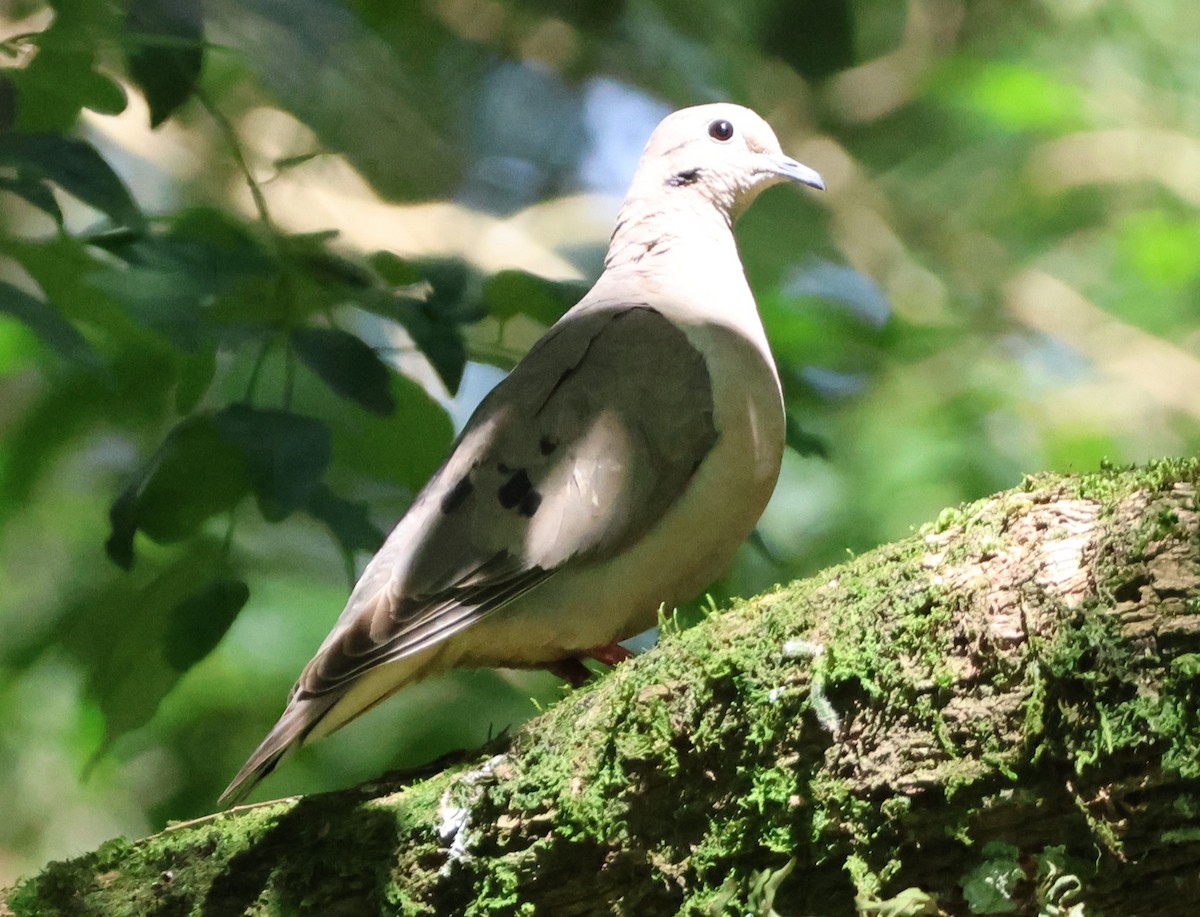Eared Dove - ML646429567