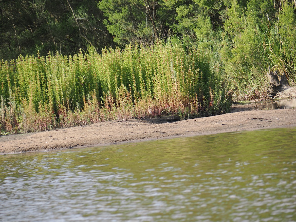Latham's Snipe - ML646429570