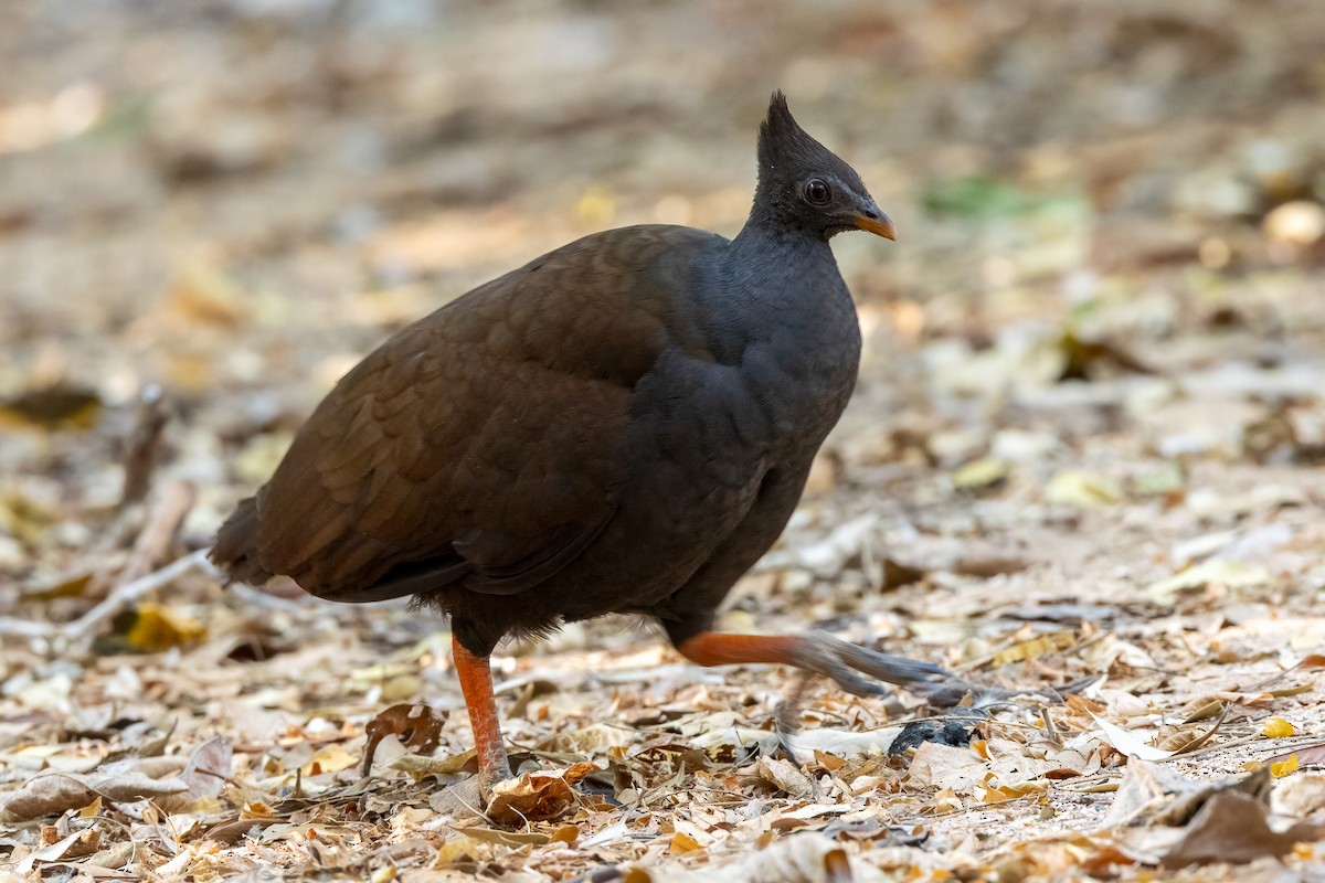 Orange-footed Megapode - ML646429574