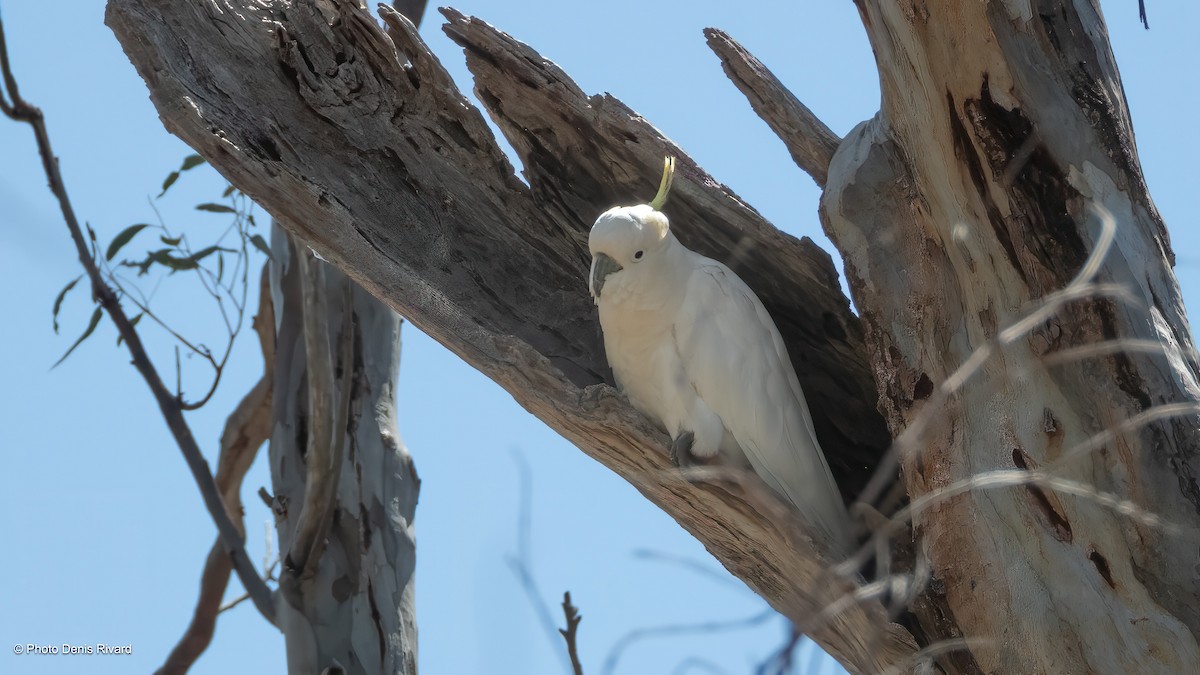 Sulphur-crested Cockatoo - ML646429576