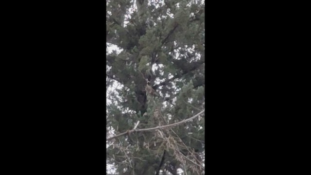 Dark-eyed Junco - ML646429583