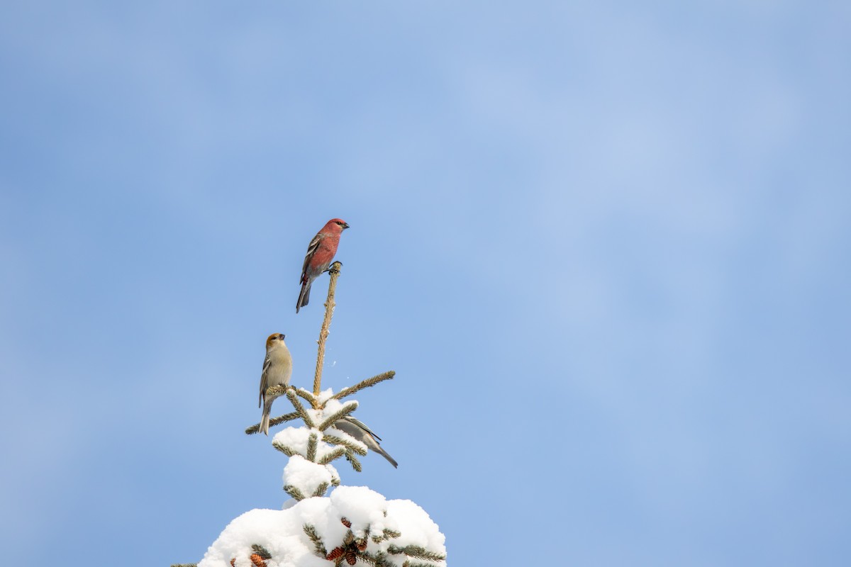 Pinu-gailupa - ML646429584