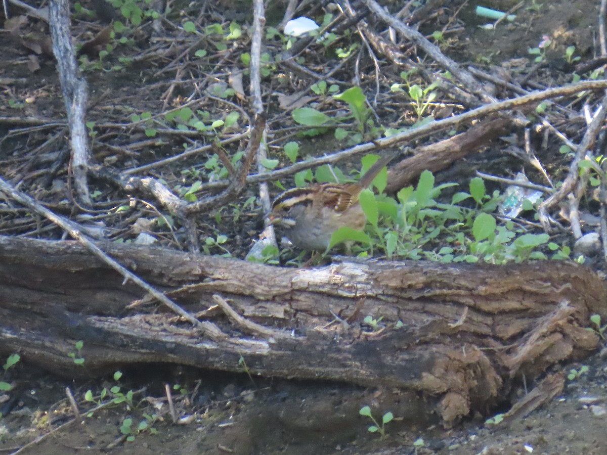 Bruant à gorge blanche - ML646429585