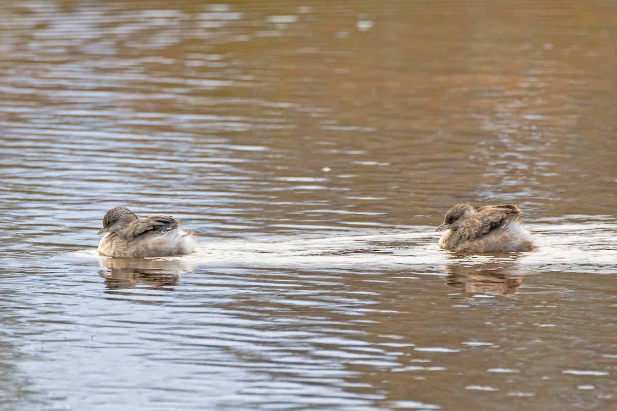 Hoary-headed Grebe - ML646429586