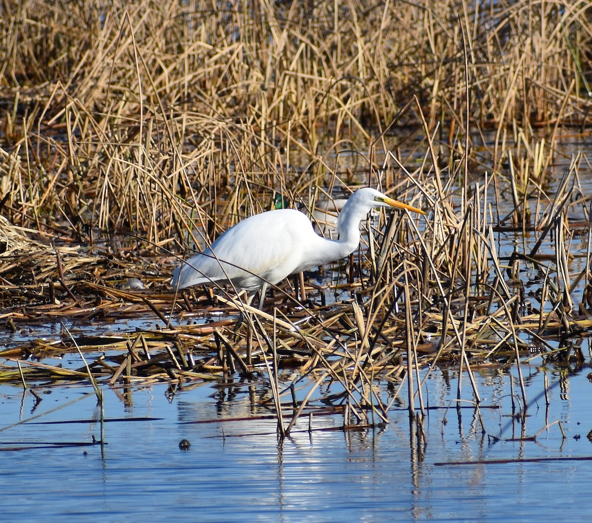 egretthegre - ML646429588