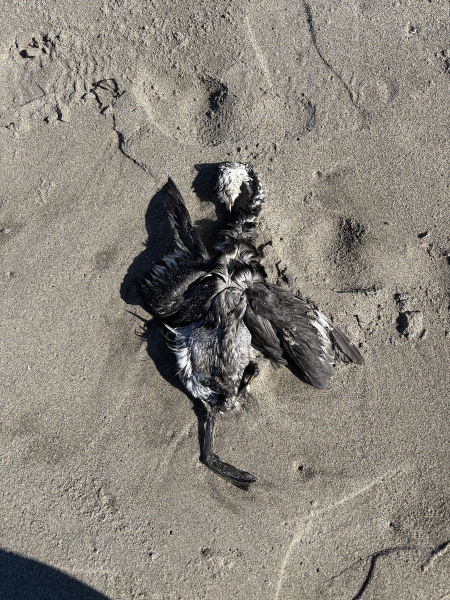 Western Grebe - ML646429593