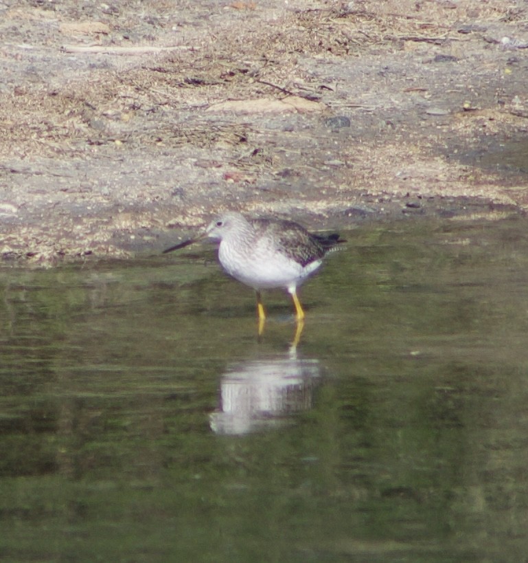 Greater Yellowlegs - ML646429597