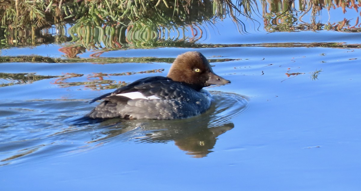 Common Goldeneye - ML646429598