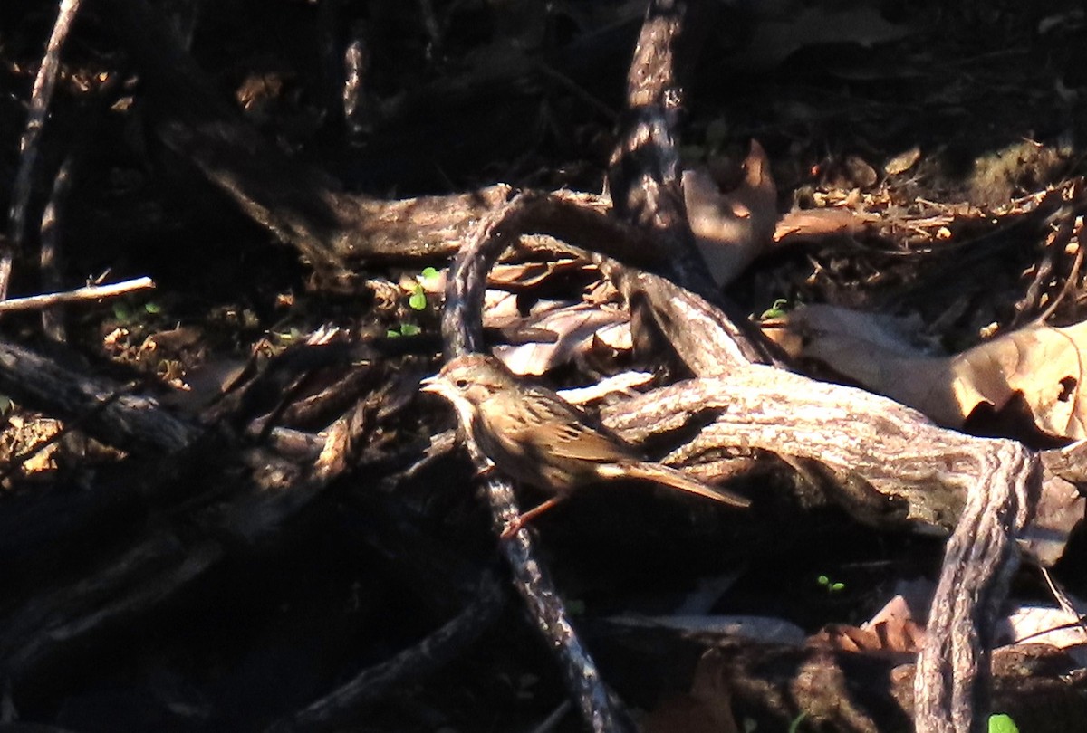Lincoln's Sparrow - ML646429601