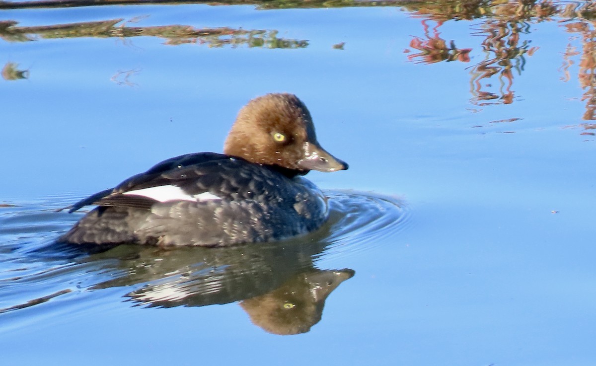 Common Goldeneye - ML646429603