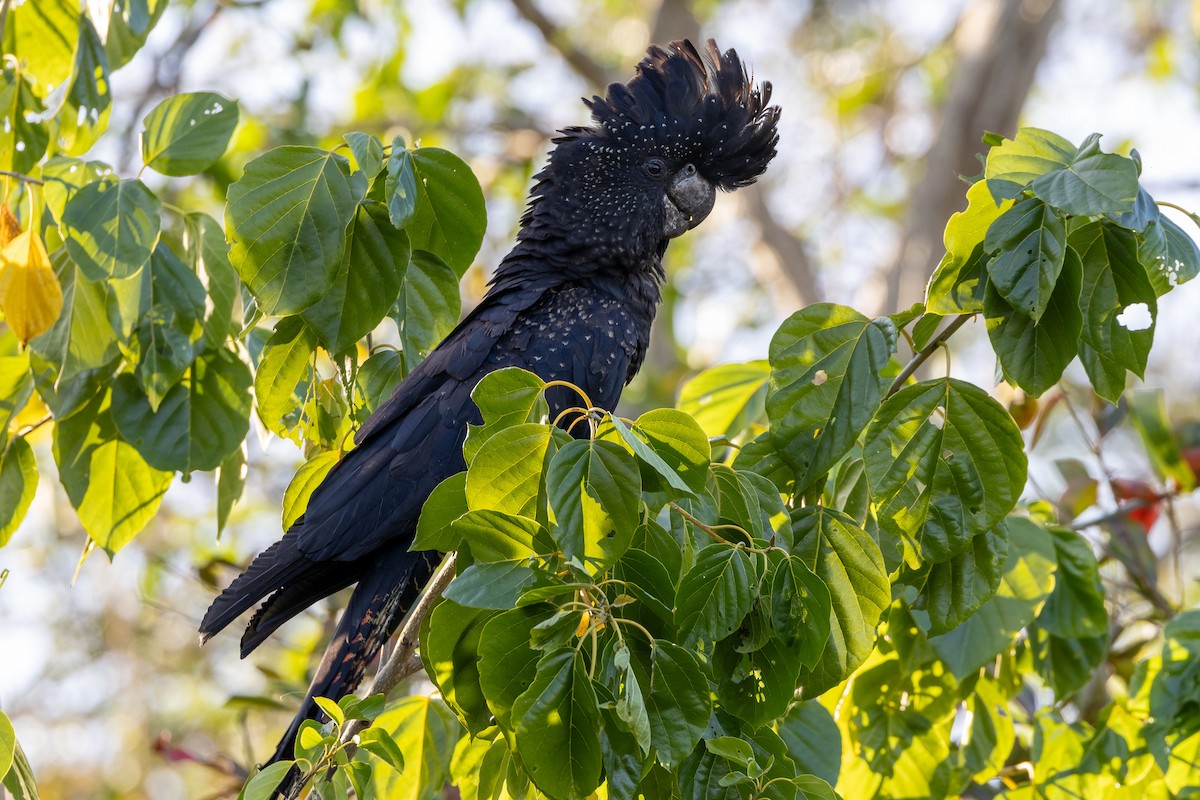 Red-tailed Black-Cockatoo - ML646429605