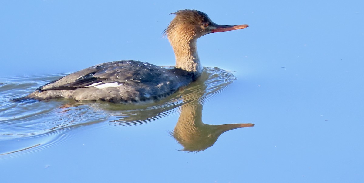 Red-breasted Merganser - ML646429606