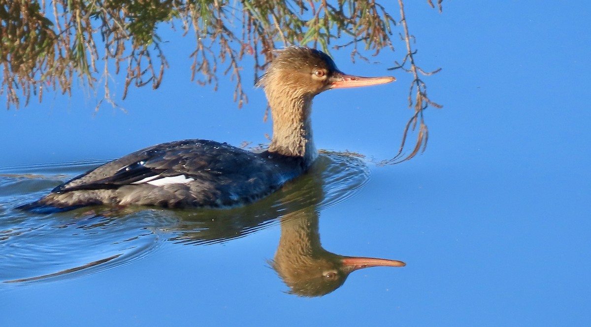 Red-breasted Merganser - ML646429611