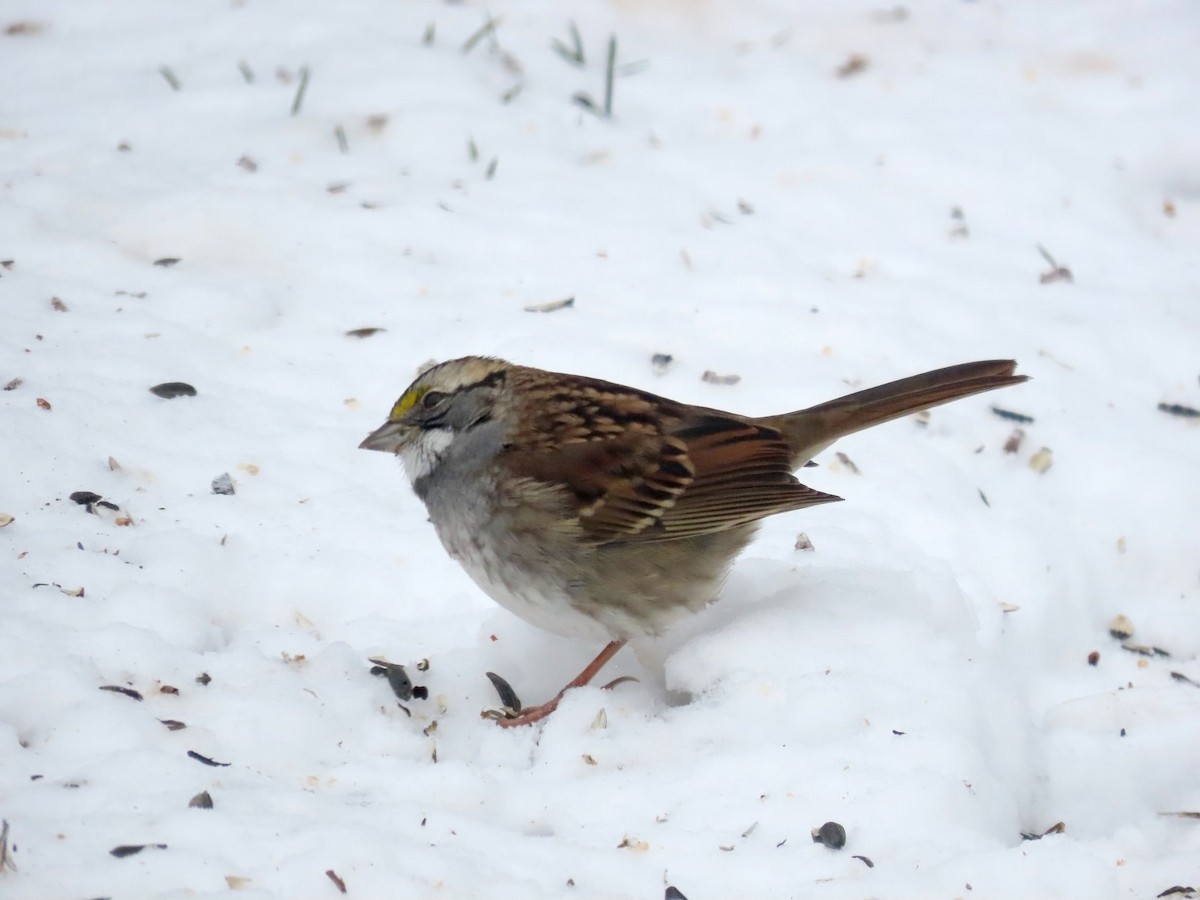 Бруант білогорлий - ML646429612