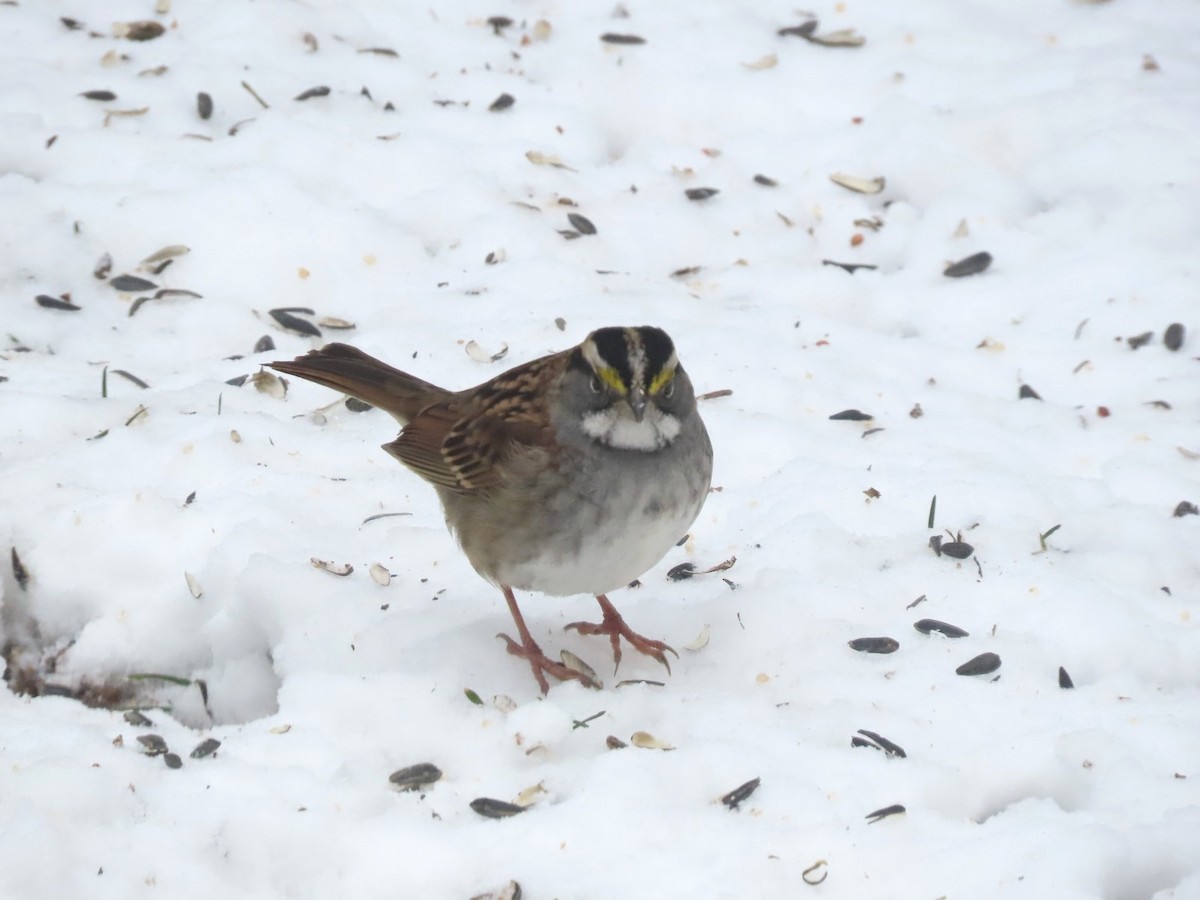 Бруант білогорлий - ML646429614