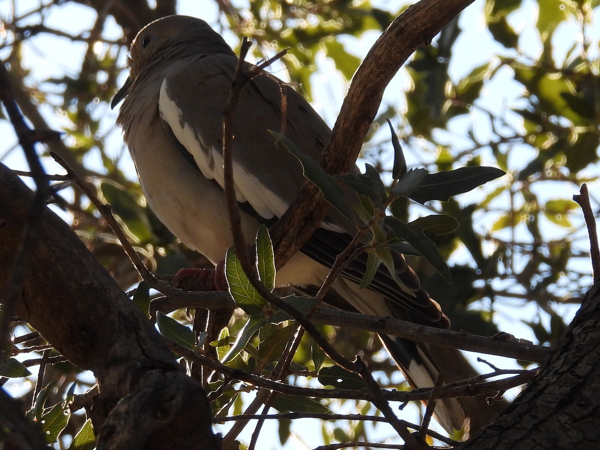 White-winged Dove - ML646429615