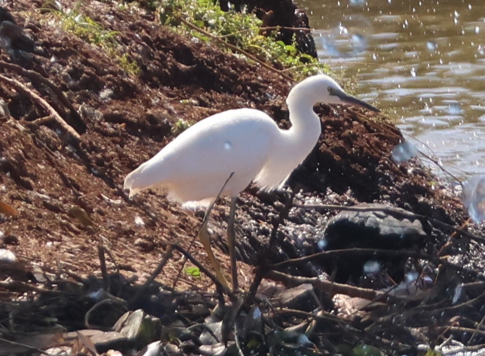 Snowy Egret - ML646429616