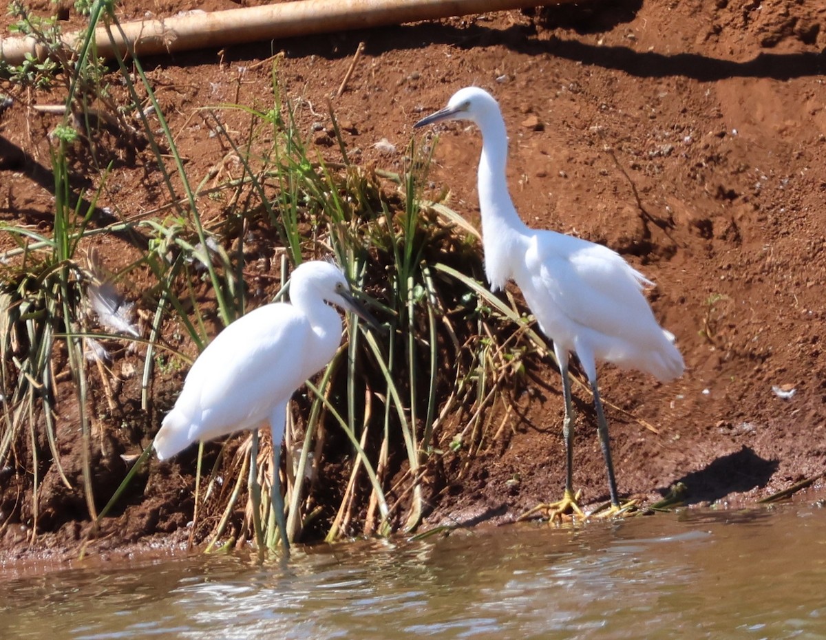 Snowy Egret - ML646429617