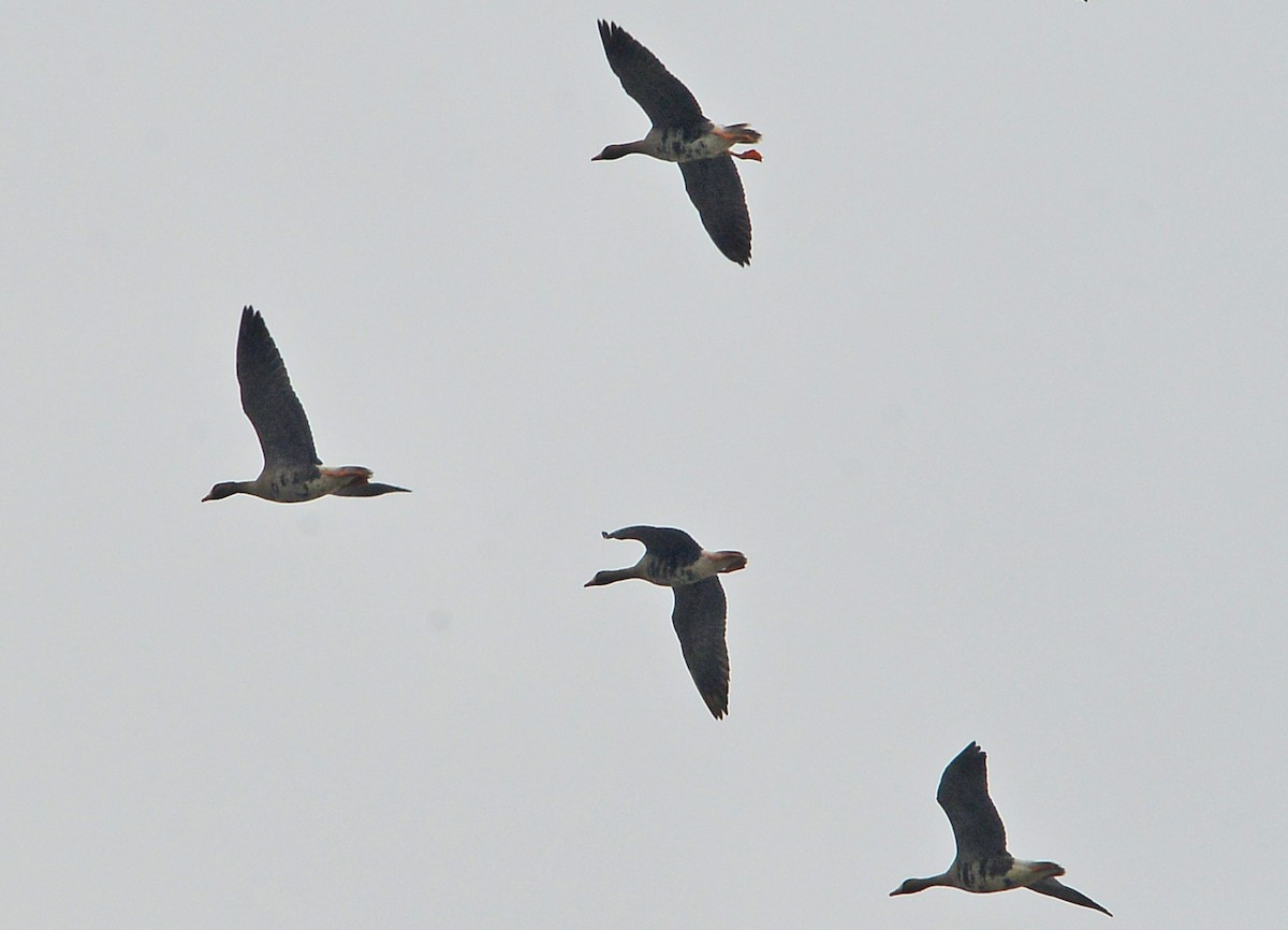 白額雁 - ML646429619