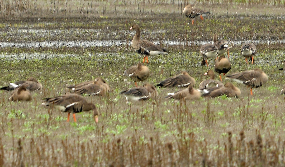 白額雁 - ML646429620