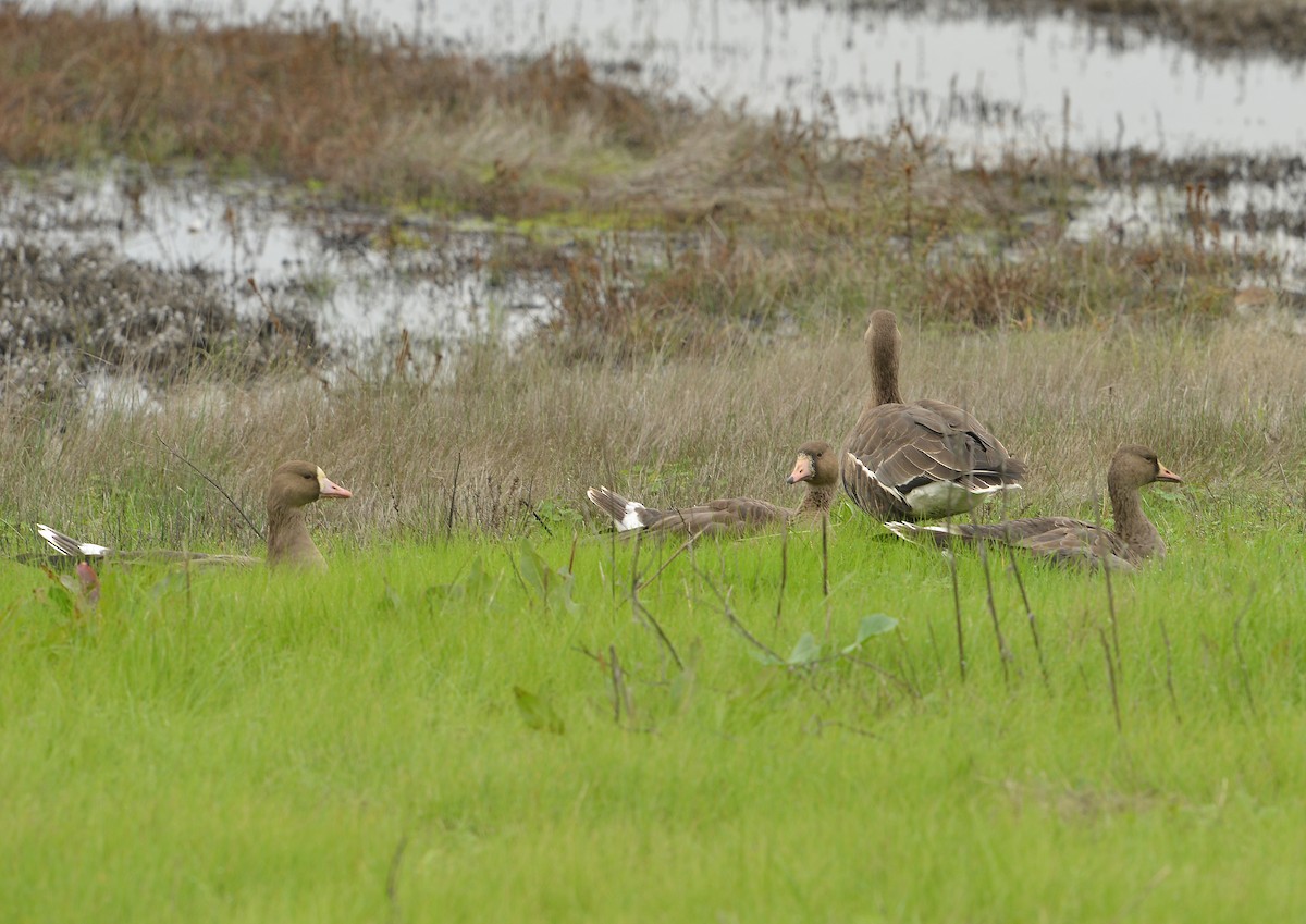 白額雁 - ML646429621