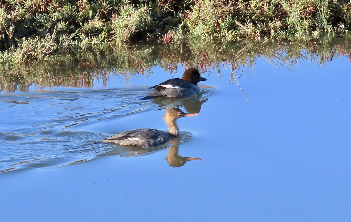 Red-breasted Merganser - ML646429622