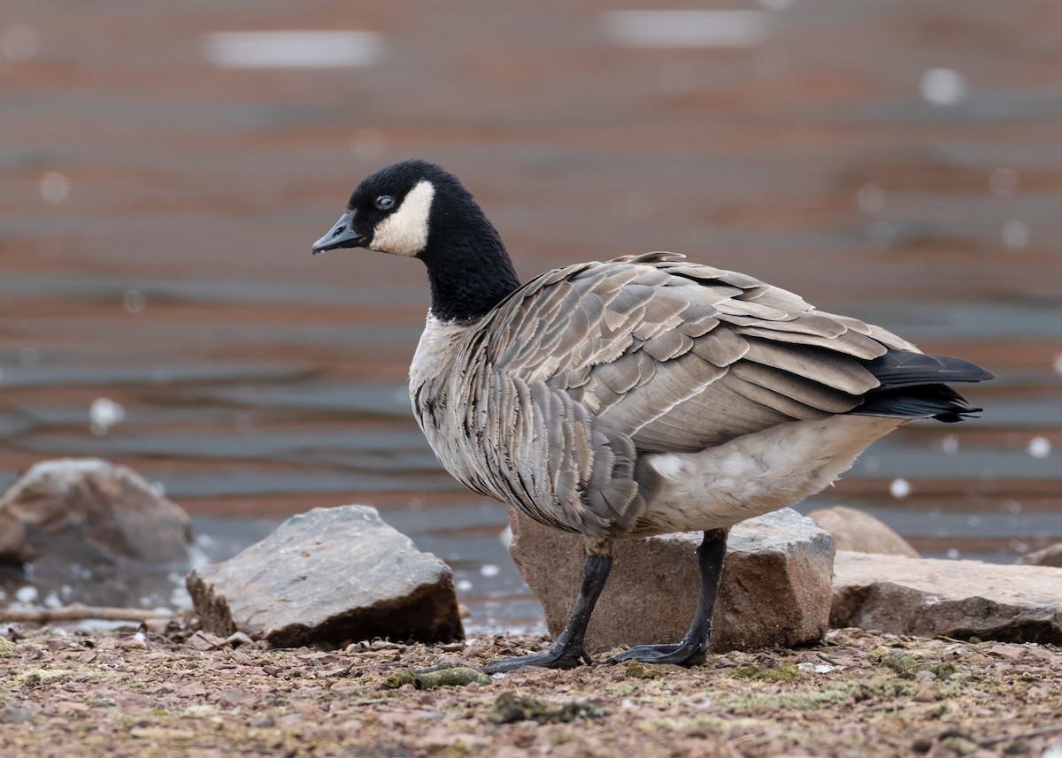 Казарка мала - ML646429625