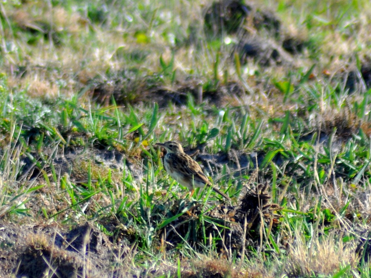 Yellowish Pipit - ML646429626