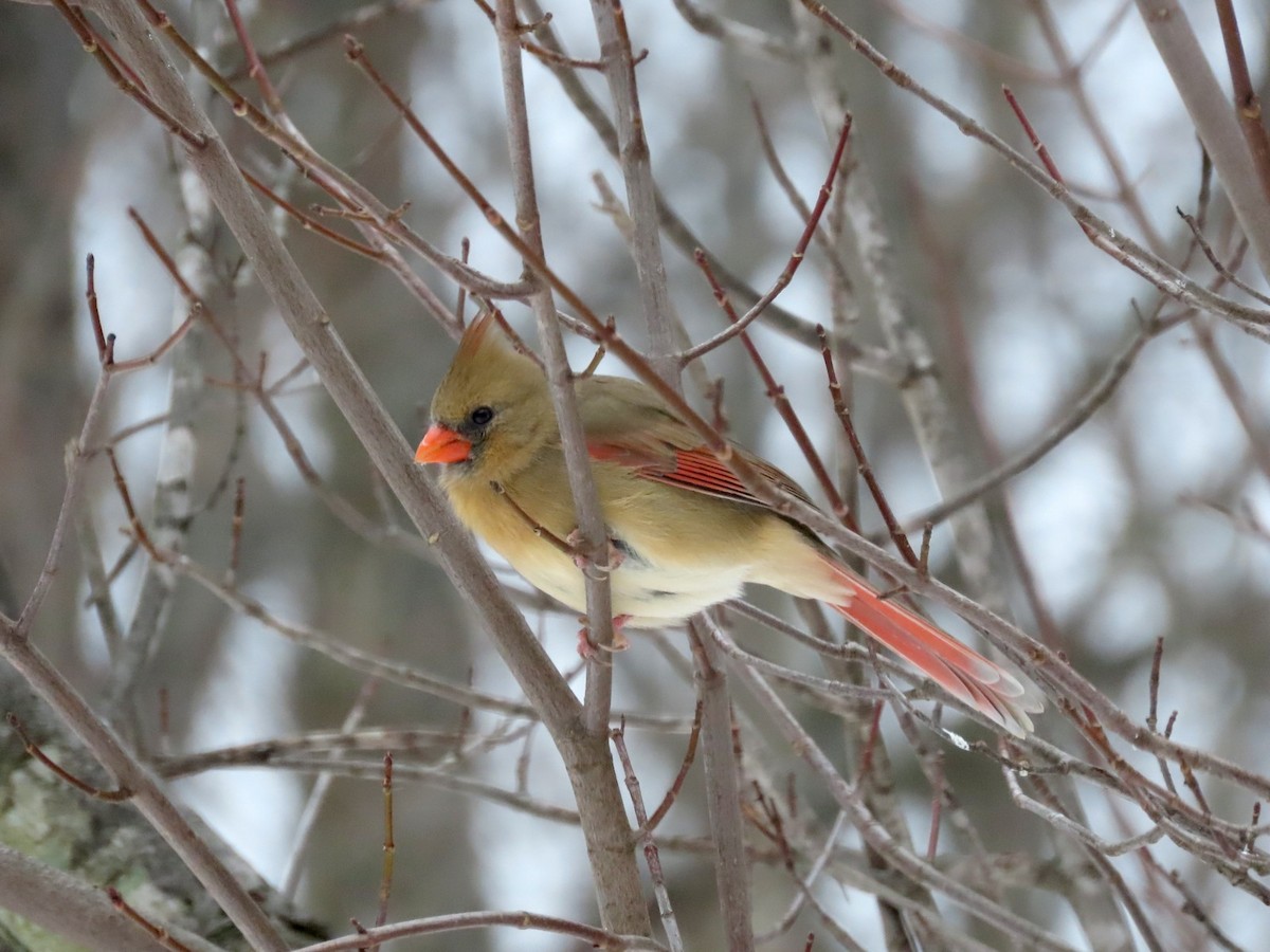 Кардинал червоний - ML646429629