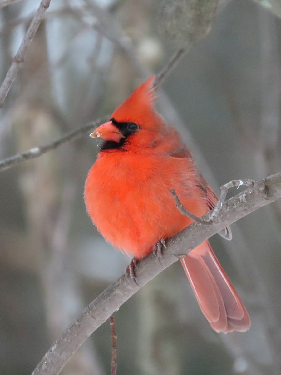 Кардинал червоний - ML646429630