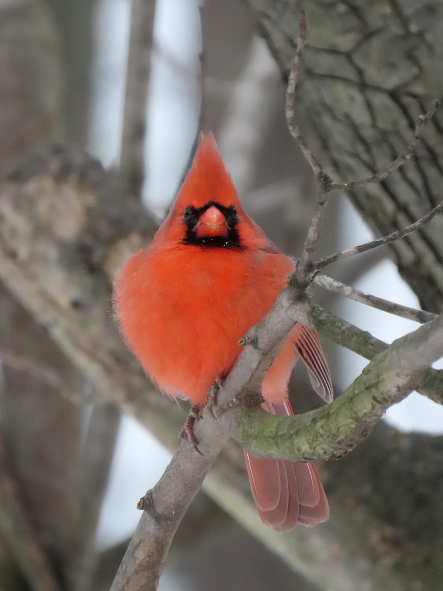 Кардинал червоний - ML646429631