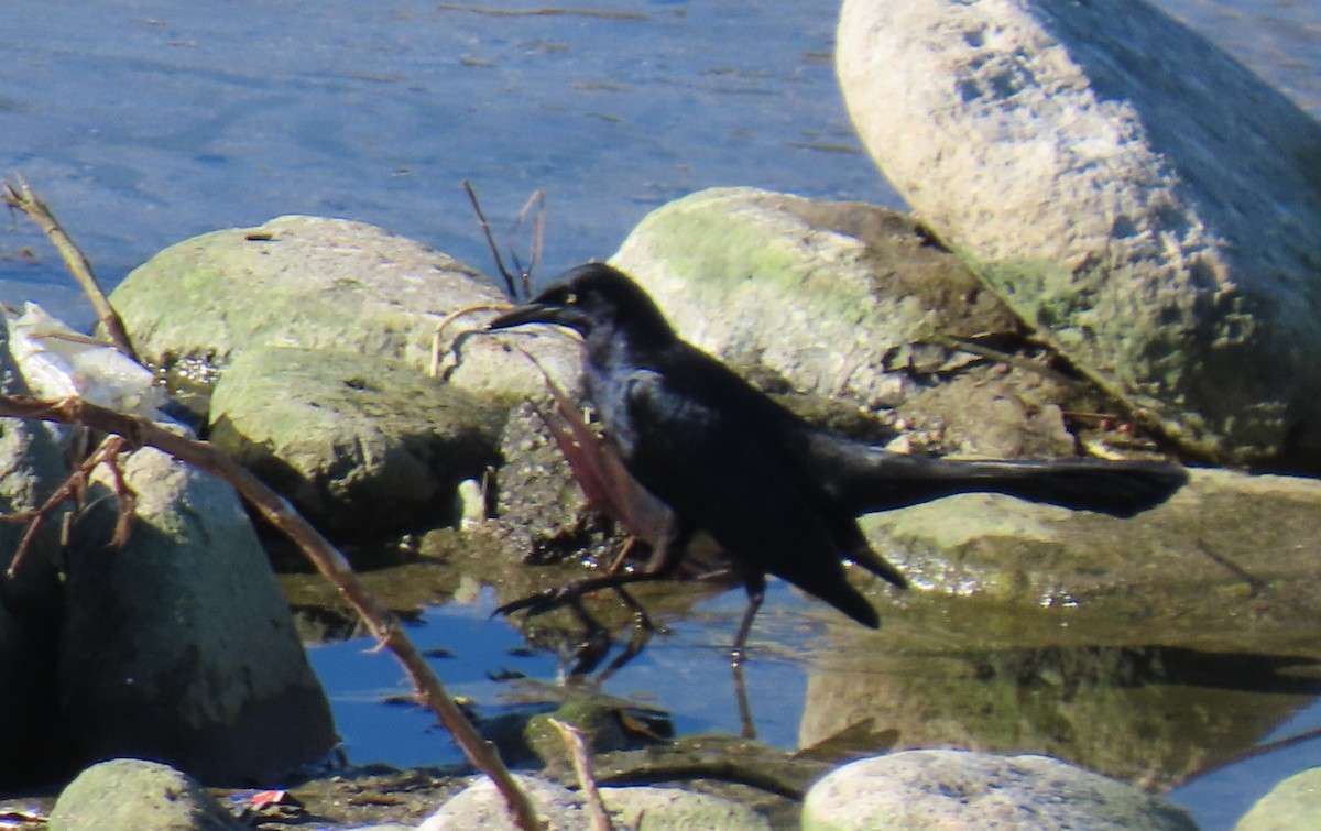 Great-tailed Grackle - ML646429632