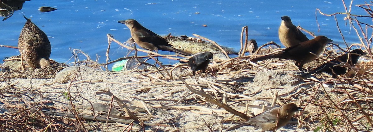Great-tailed Grackle - ML646429633