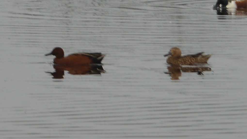 Cinnamon Teal - ML646429636