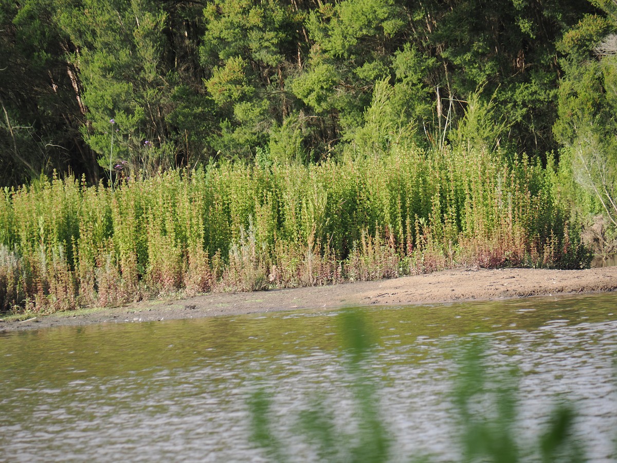 大地鷸 - ML646429639