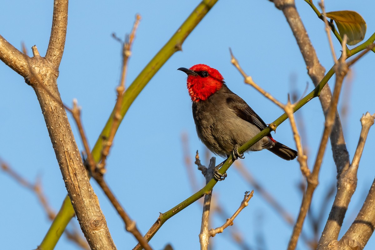 Red-headed Myzomela - ML646429640