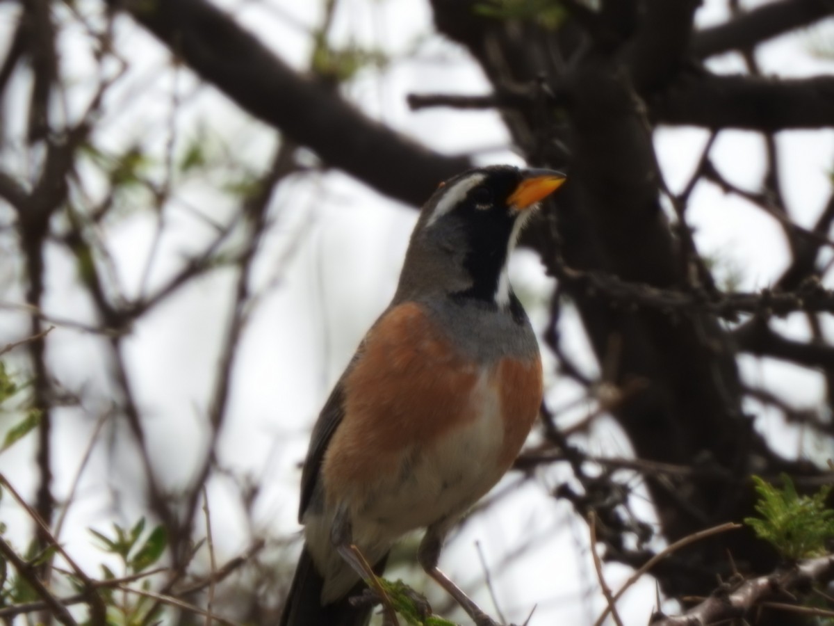 Many-colored Chaco Finch - ML646429648