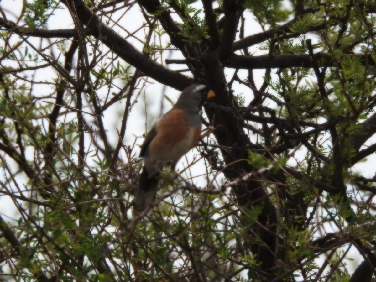 Many-colored Chaco Finch - ML646429649